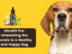 UltraK9 Pro Unleashing the Secrets to a Healthy and Happy Dog